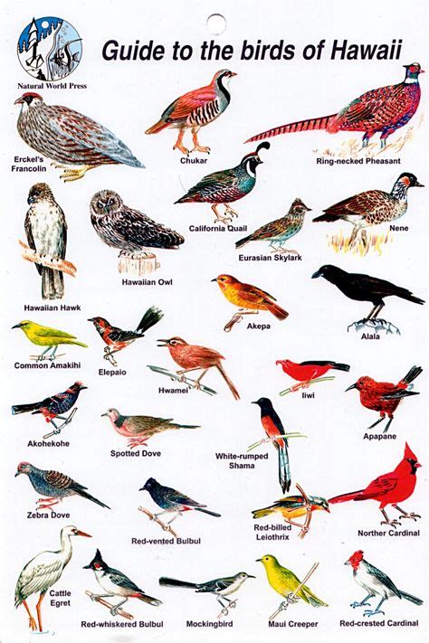 27 Hawaii Bird Ideas Bird Hawaii Birds