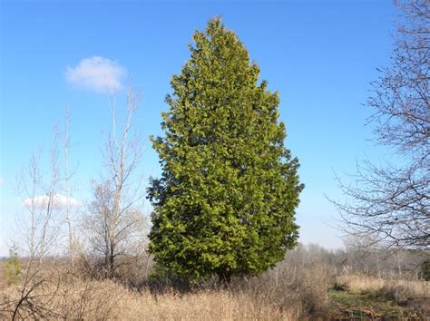 Northern White Cedar American Arborvitae Tree Facts