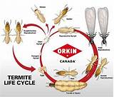 Termite Inspection Ontario Ca Photos