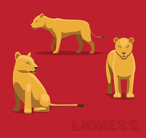 Lion Walking Side View Illustrations Royalty Free Vector Graphics
