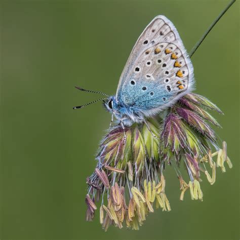 Common Blue | The Common Blue is really a quite common ...