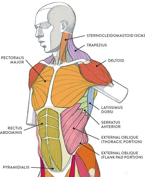 Female Upper Torso Anatomy Female Chest Muscles Anatomy Diagram Sexiz Pix