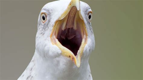 Britains Seagull Menace Set To Be Tackled By Psychologists In Bid To