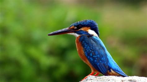 3840x2160 Kingfisher Bird 4k Hd 4k Wallpapers Images Backgrounds