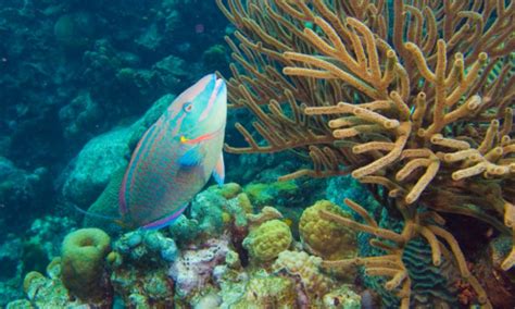 Protecting Parrotfish Could Slow Decline Of Caribbean Coral Reefs