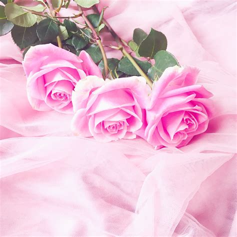 Cute Pink Rose Flowers