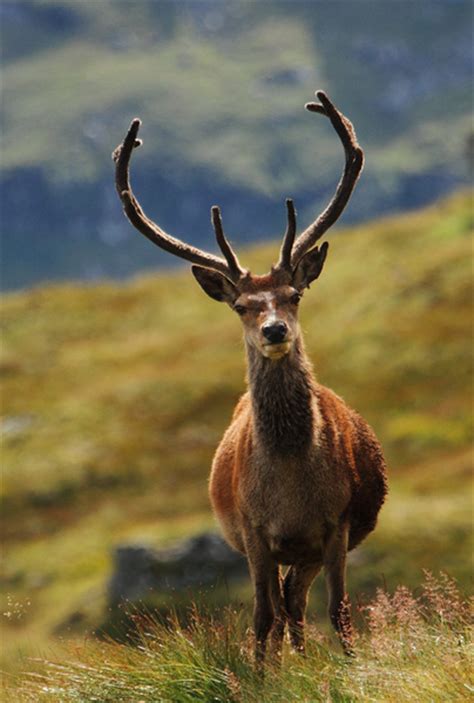 Red Deer Stag Scottish Highlands Fredrik Stige Naturfoto
