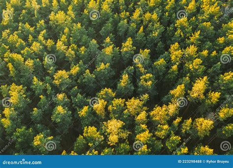 Vista Aérea De Florestas De Coníferas De Pinheiros Verdes Em Paisagem