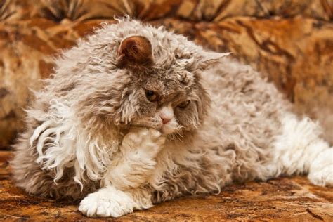 Selkirk Rex A Cuddly And Playful Breed Cat Breeds And Types Of Cats