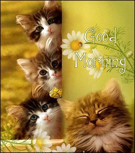 Cute Cats And Kittens Good Morning Quote Good Morning Cat Morning