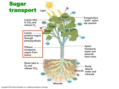 Ppt Chapter 10 Transport In Plants Powerpoint Presentation Free