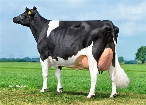 Holstein Binatang