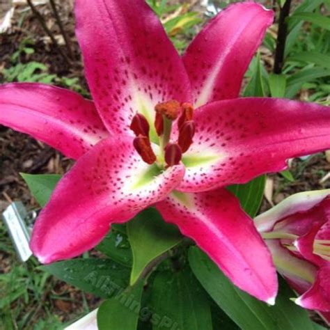 Lily Lilium Entertainer In The Lilies Database