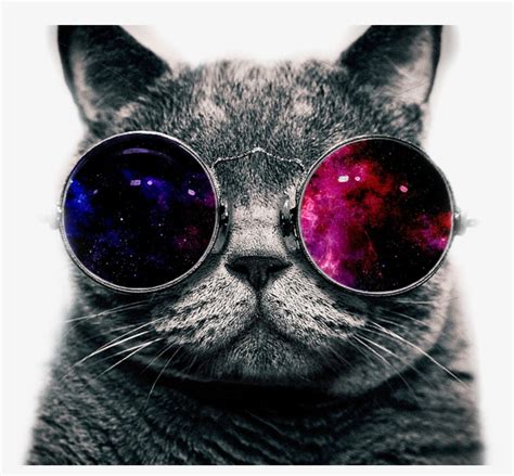 Coolcat Sticker Mlg Cat With Glasses Transparent Png 1024x900