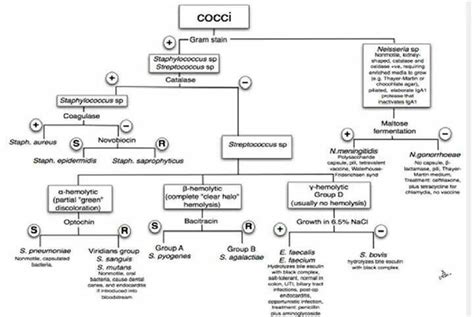 Foudations of medical microbiology gram positive cocci 0gram positive cocci: Cocci flow chart | Medical laboratory scientist, Medical ...