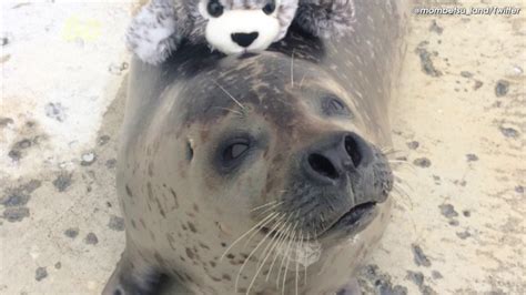 Photos Of A Seal Hugging A Toy Version Of Itself Is Cuteness Overload