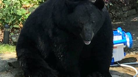 Answer Man Biggest Black Bear Ever In North Carolina