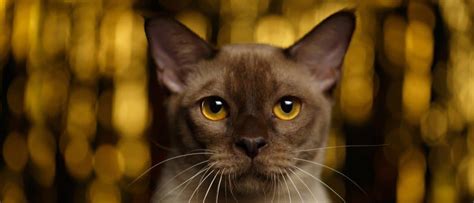 Burmese Cat Breed Complete Guide A Z Animals
