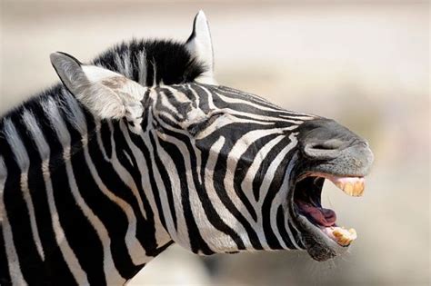 Animals Funny Yawning Faces Funny And Cute Animals