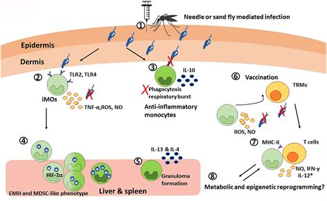 Frontiers Determinants Of Innate Immunity In Visceral Leishmaniasis