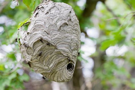 Bee Nest Identification Abc Humane Wildlife Control And Prevention
