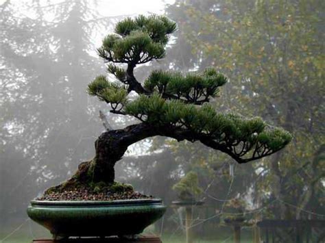 164 Best Images About Bonsai On Pinterest Trees Bonsai