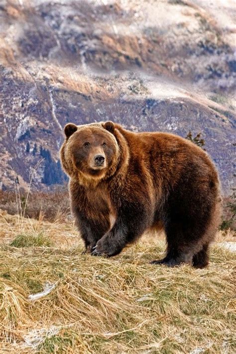 Beautiful Grizzly Bear Animals Wild Bear Photos