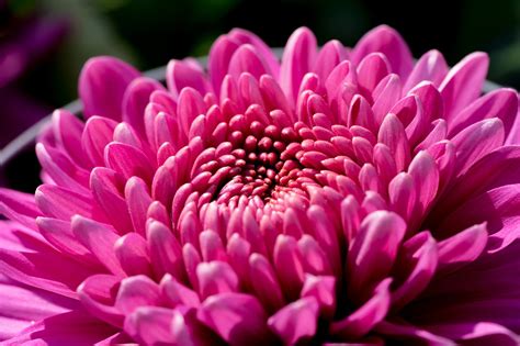 Chrysanthemum Flowers Purple Free Photo On Pixabay