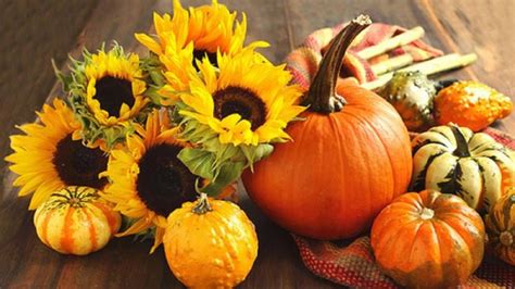My Favourite Sunflowers And Pumpkins For Fall Dulces Halloween Fall