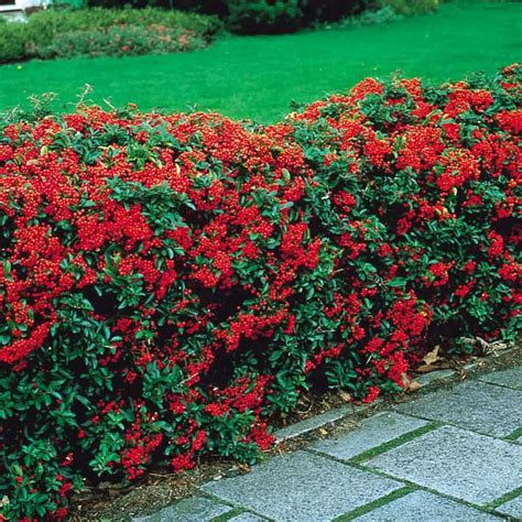 Pyracantha 6 18 Tall 6 18 Wide Evergreen Blooms In Summer Fruit