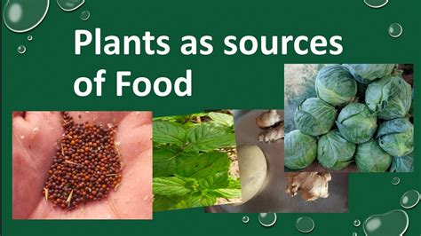 Sources Of Food Plantsfood From Plants Partfood From Plants Class 6
