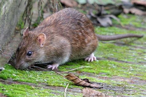 Norway Rat Brown Rat Rats Animals