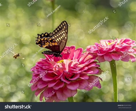 Eastern Tiger Swallowtail Papilio Glaucus Species Stock Photo 552972952