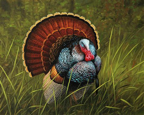Turkeys Paintings Pixels