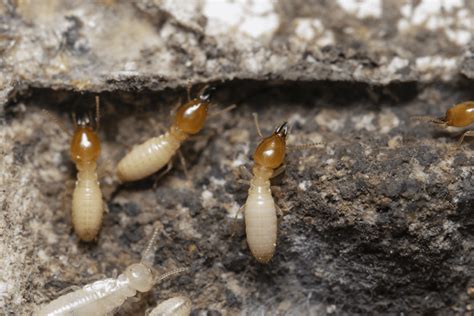 How To Identify Termite Droppings Insectek Pest Solutions