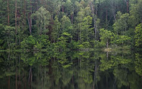 Download Wallpaper 3840x2400 Trees Forest Lake Reflection Landscape