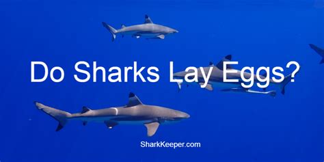 Like bamboo sharks, carpet sharks, horn sharks, swell sharks and catsharks. Do Sharks Lay Eggs? - Shark Keeper