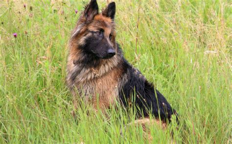 Are German Shepherds Hypoallergenic How To Make Gsds More