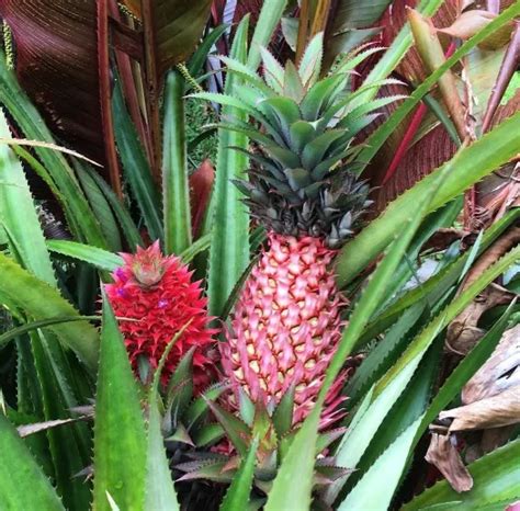 Look Majestic Pink Pineapples Are Now Ready To Conquer The World