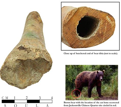 Artifact 8 Butchered Bear Bone By Katie Johnson Jacksonville