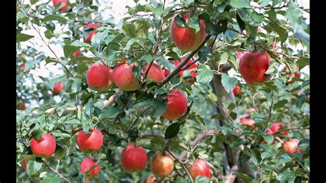 Le Pommier Culture Plantation Taille Entretien Greffage Récolte