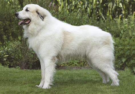 How Much Does A Pyrenean Mountain Dog Cost
