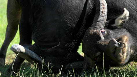 Vietnam Water Buffalo Fighting Controversial Festival Is Back
