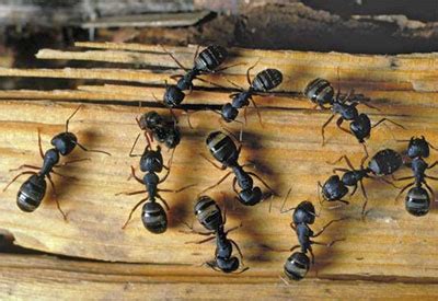 Check spelling or type a new query. How to Get Rid of Carpenter Ants | Planet Natural