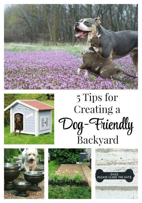 5 Tips For Creating A Dog Friendly Backyard • The Everyday Dog Mom