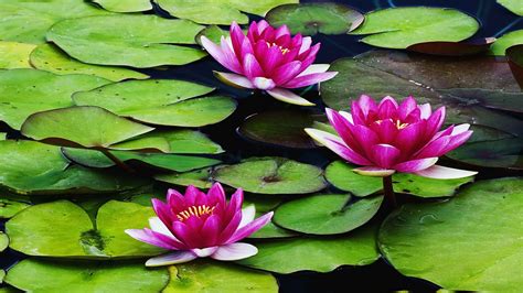 Place bulb in pot provided along with one fertilizer tablet. water, Lilies Wallpapers HD / Desktop and Mobile Backgrounds