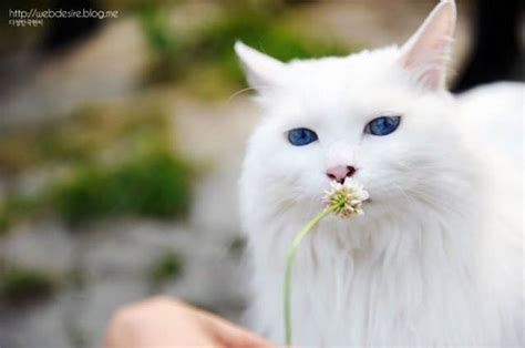 Stunning Cat With The Most Gorgeous Eyes Ive Ever Seen Love Meow