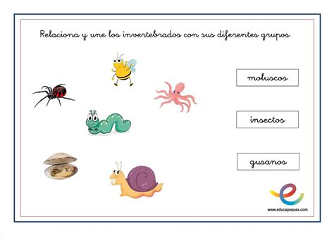 Animales Invertebrados Para Dibujar Con Sus Nombres