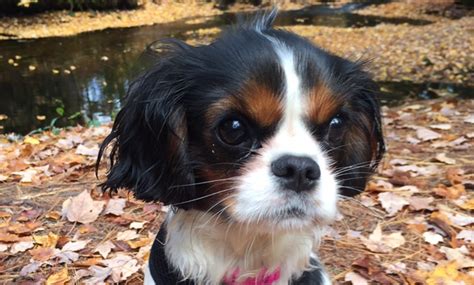 Cavoodle puppies for sale on this page are a cross between a cavalier king charles spaniel and a poodle. 88+ Teacup Cavalier King Charles Spaniel Puppies For Sale ...