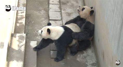 Chinas Sexiest Panda Obliterates Own Record In Latest Sex Romp Huffpost